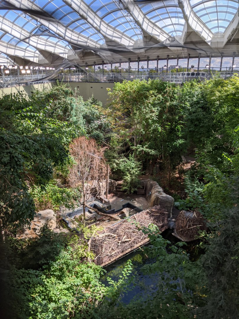 Laurentian Maple Forest 3 - view from the Mezzanine - reopening 31-08-2020
