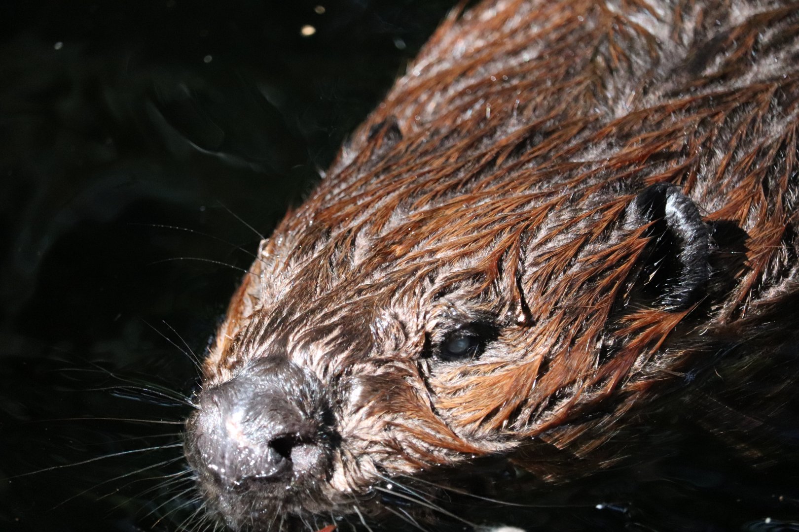 Laurentian Maple Forest - American Beaver