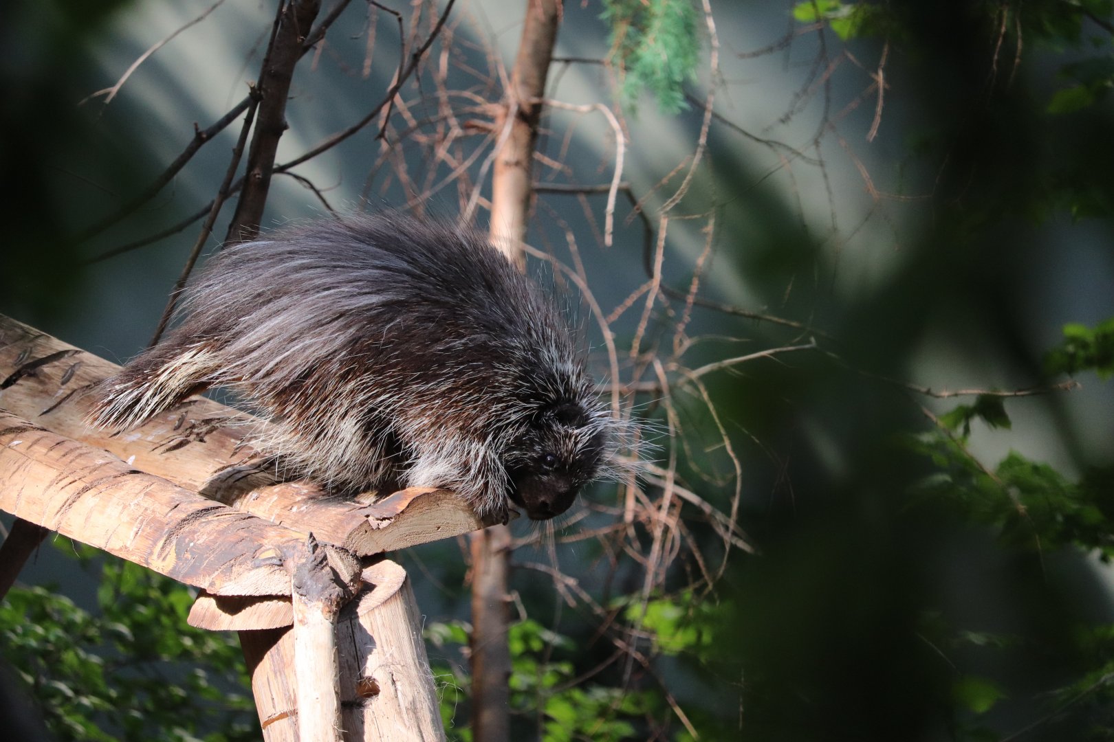 Laurentian Maple Forest - North American Porcupine