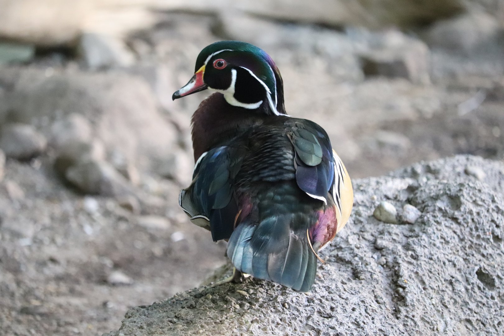 Laurentian Maple Forest - Wood Duck