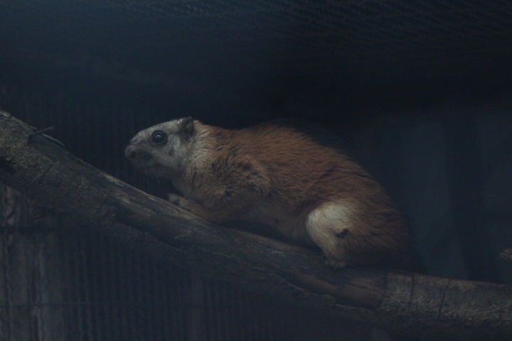 Laut Island giant squirrel (Ratufa affinis ephippium)