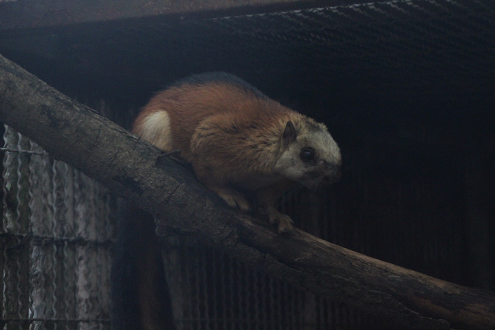 Laut Island giant squirrel (Ratufa affinis ephippium)