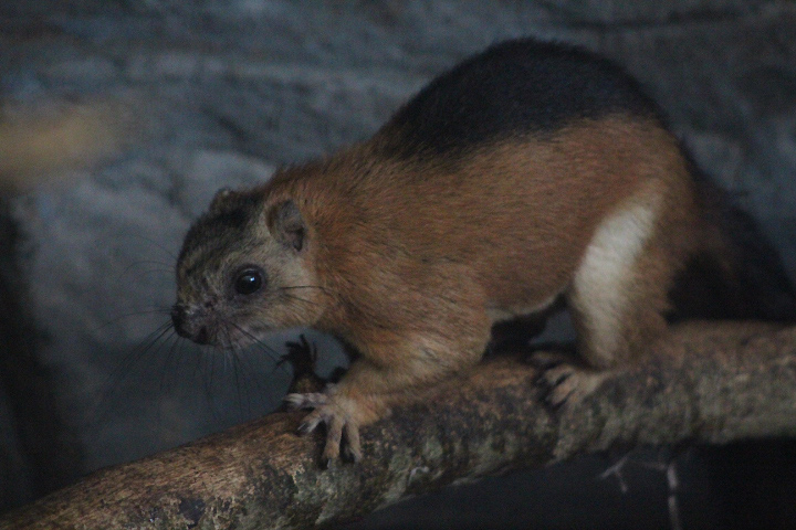 Laut Island giant squirrel (Ratufa affinis ephippium)