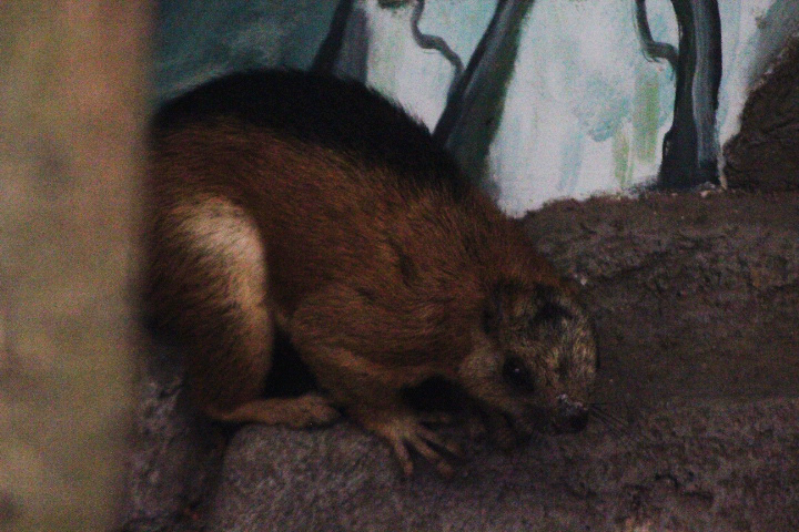 Laut Island giant squirrel (Ratufa affinis ephippium)