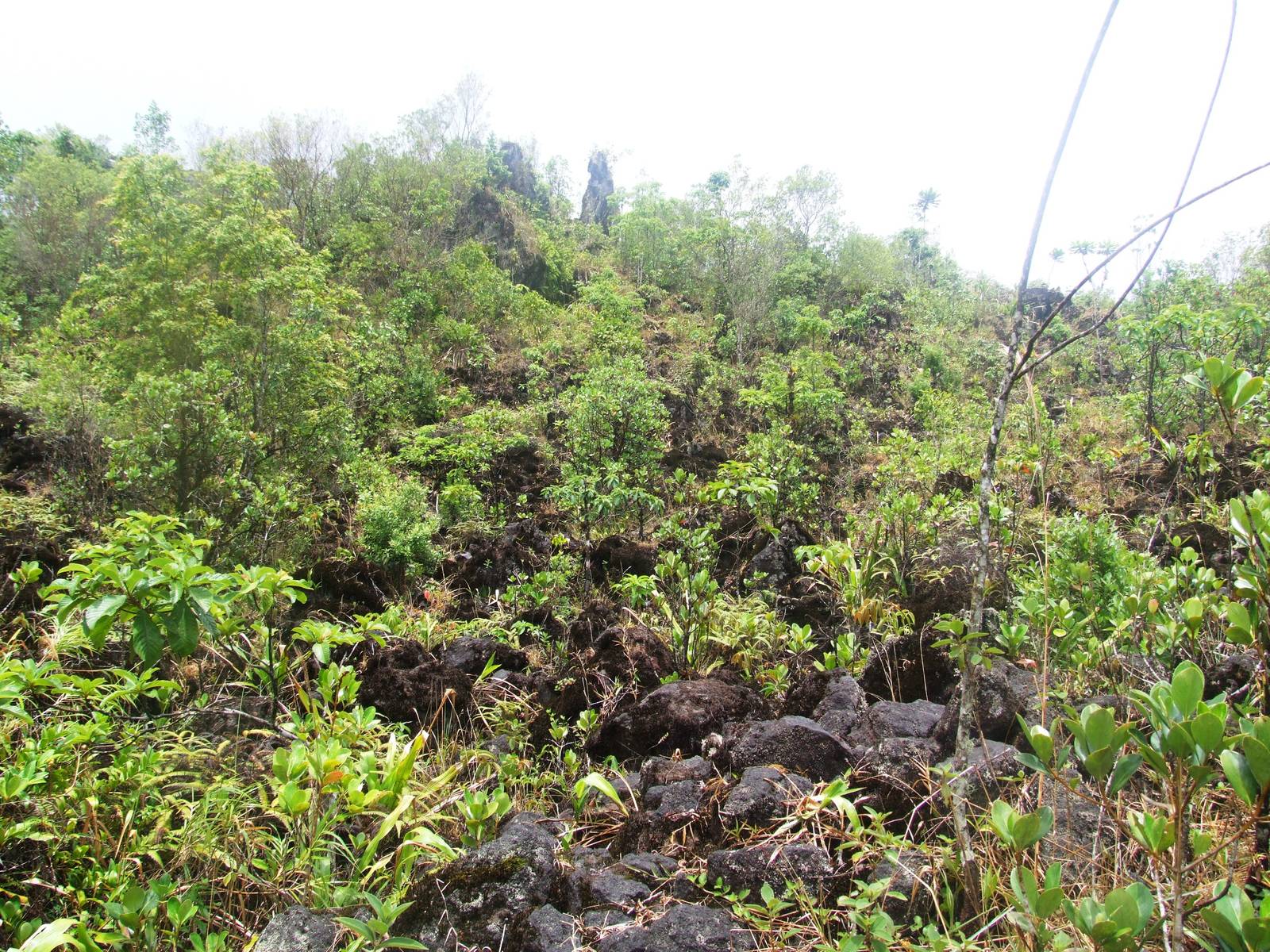 Lava Flow in Succession, Arenal, 18/04/14