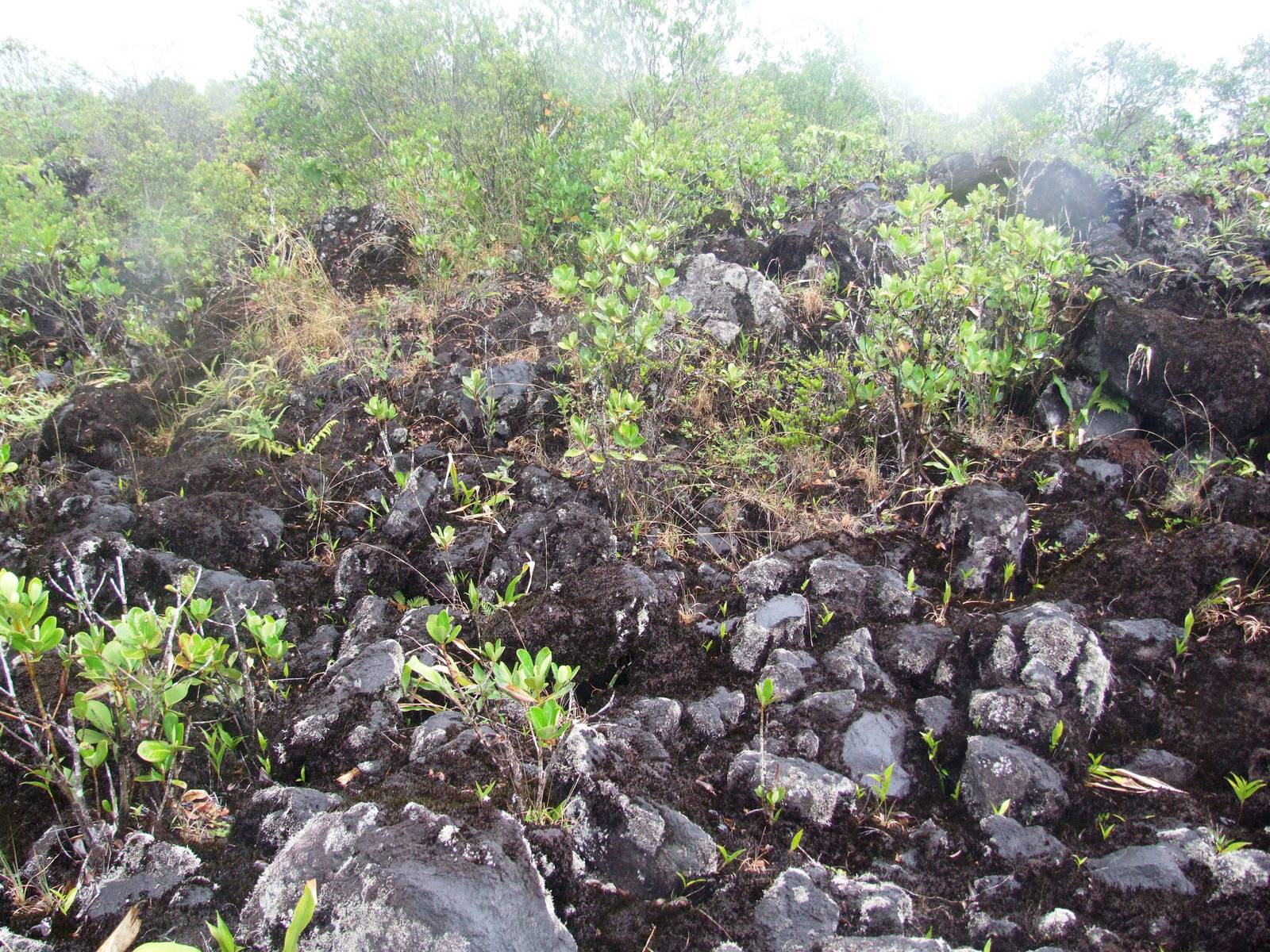 Lava Flow in Succession, Arenal, 18/04/14