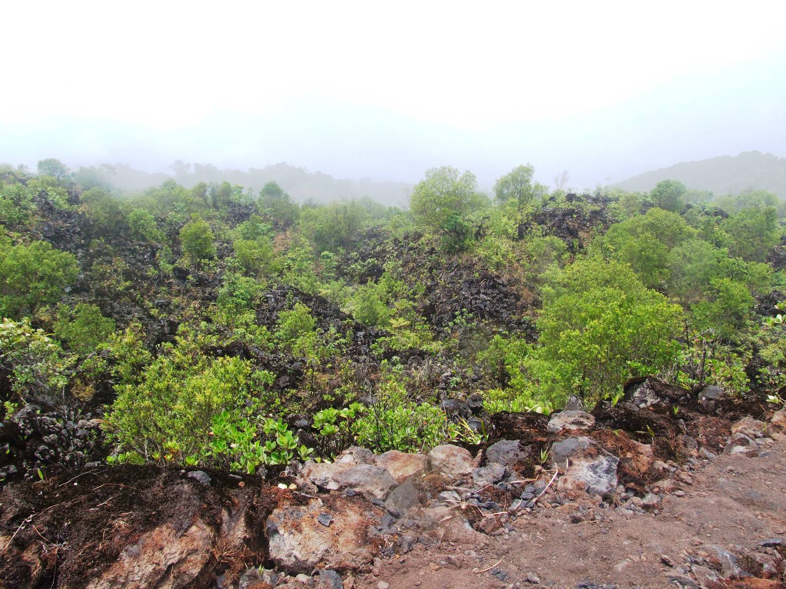 Lava Flow in Succession, Arenal, 18/04/14