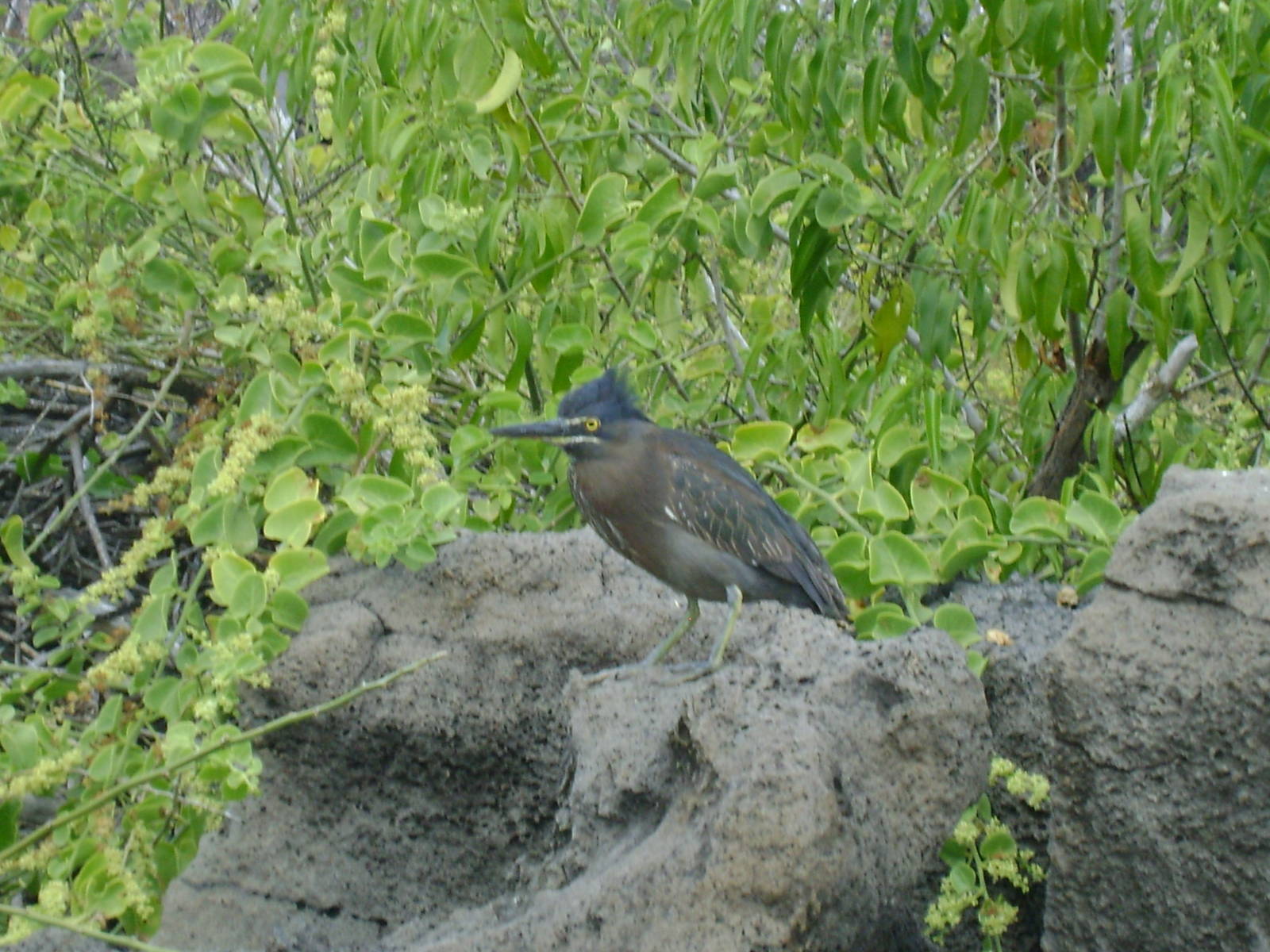 Lava heron