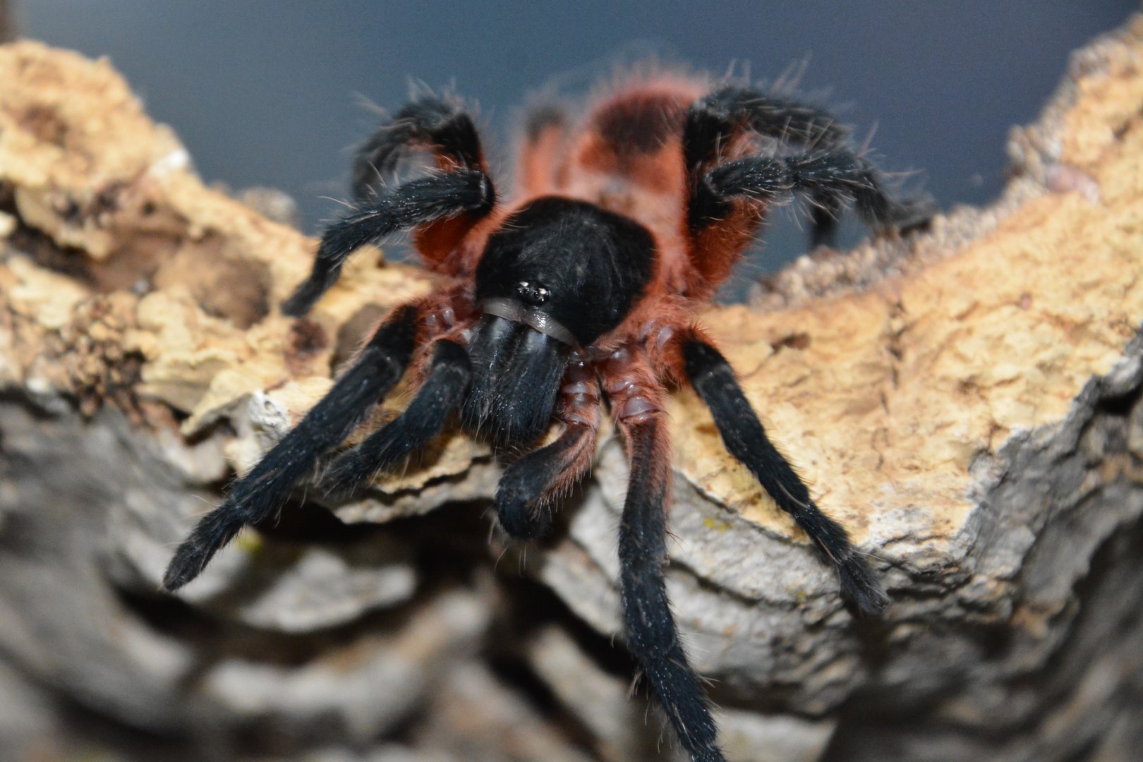 Lava tarantula (Davus sp. 'Panama')
