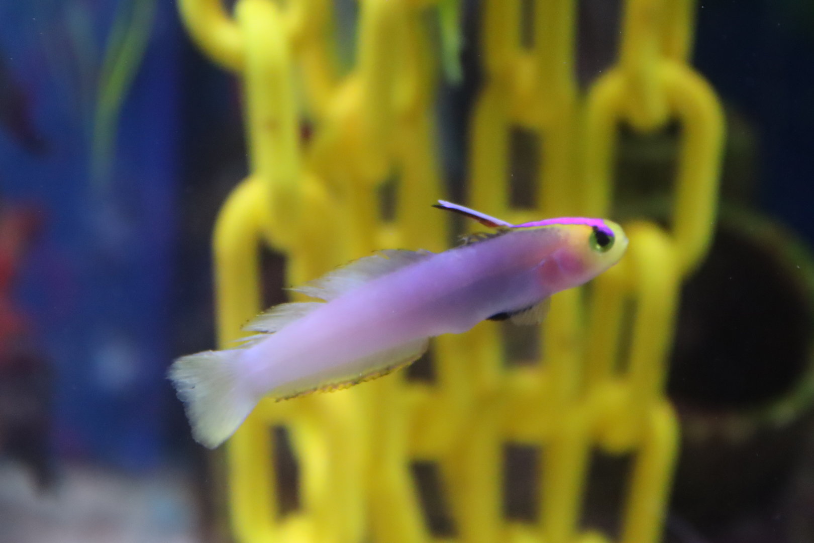Lavender-blushed Dartfish (Nemateleotris lavandula)