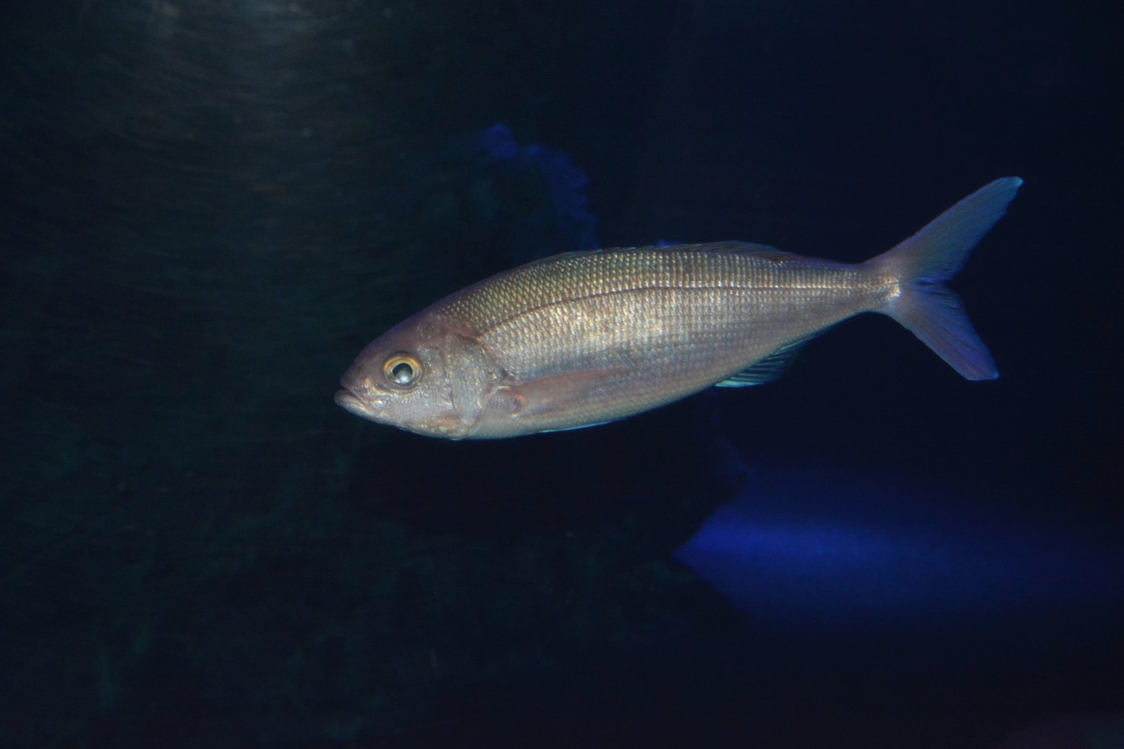 Lavender jobfish (Pristipomoides sieboldii)