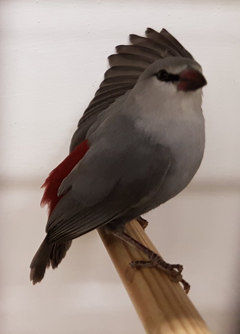 Lavender waxbill
