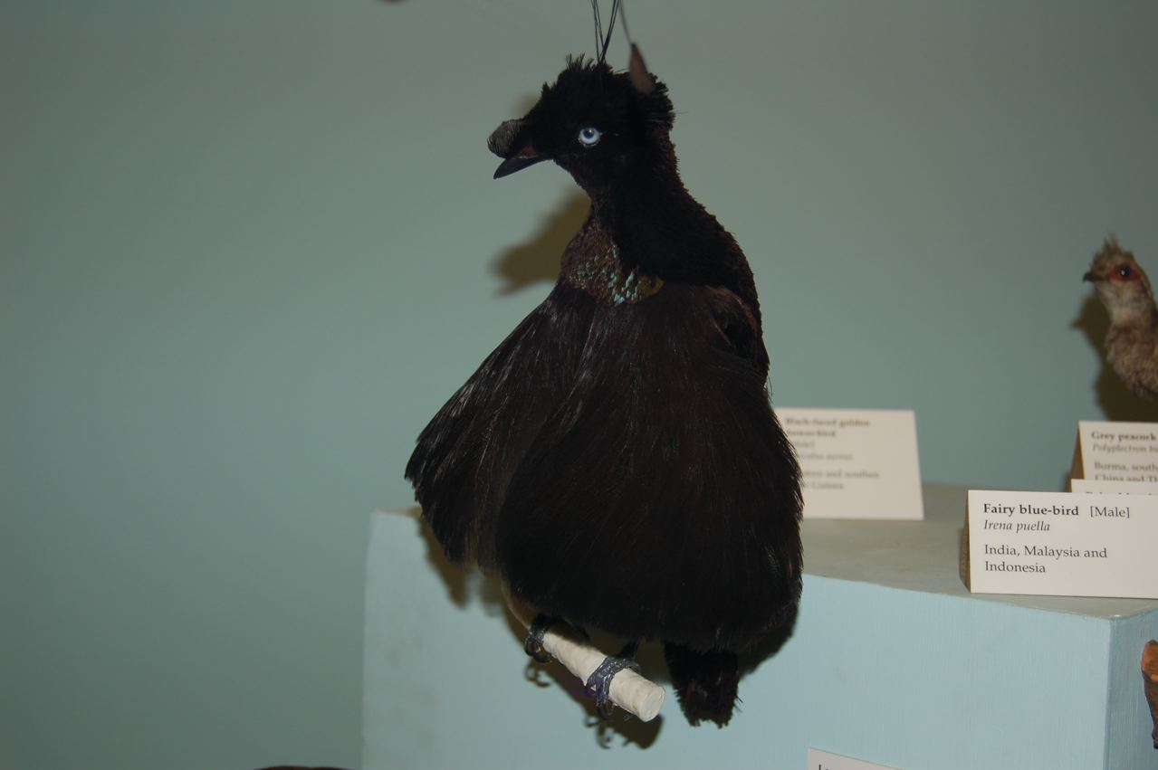 Lawe's Parotia
