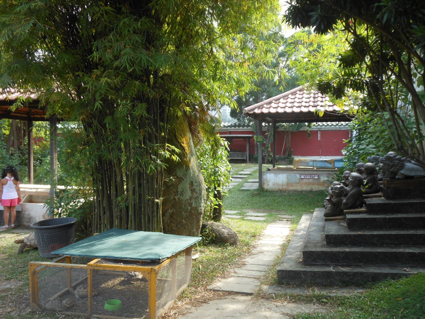 Lawn area with free-roaming tortoises