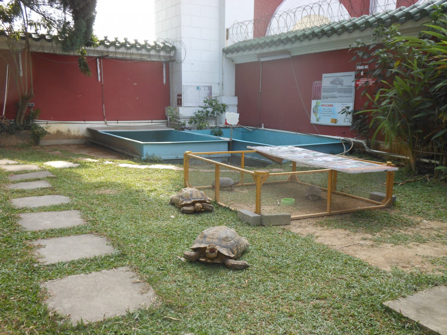 Lawn area with free-roaming tortoises