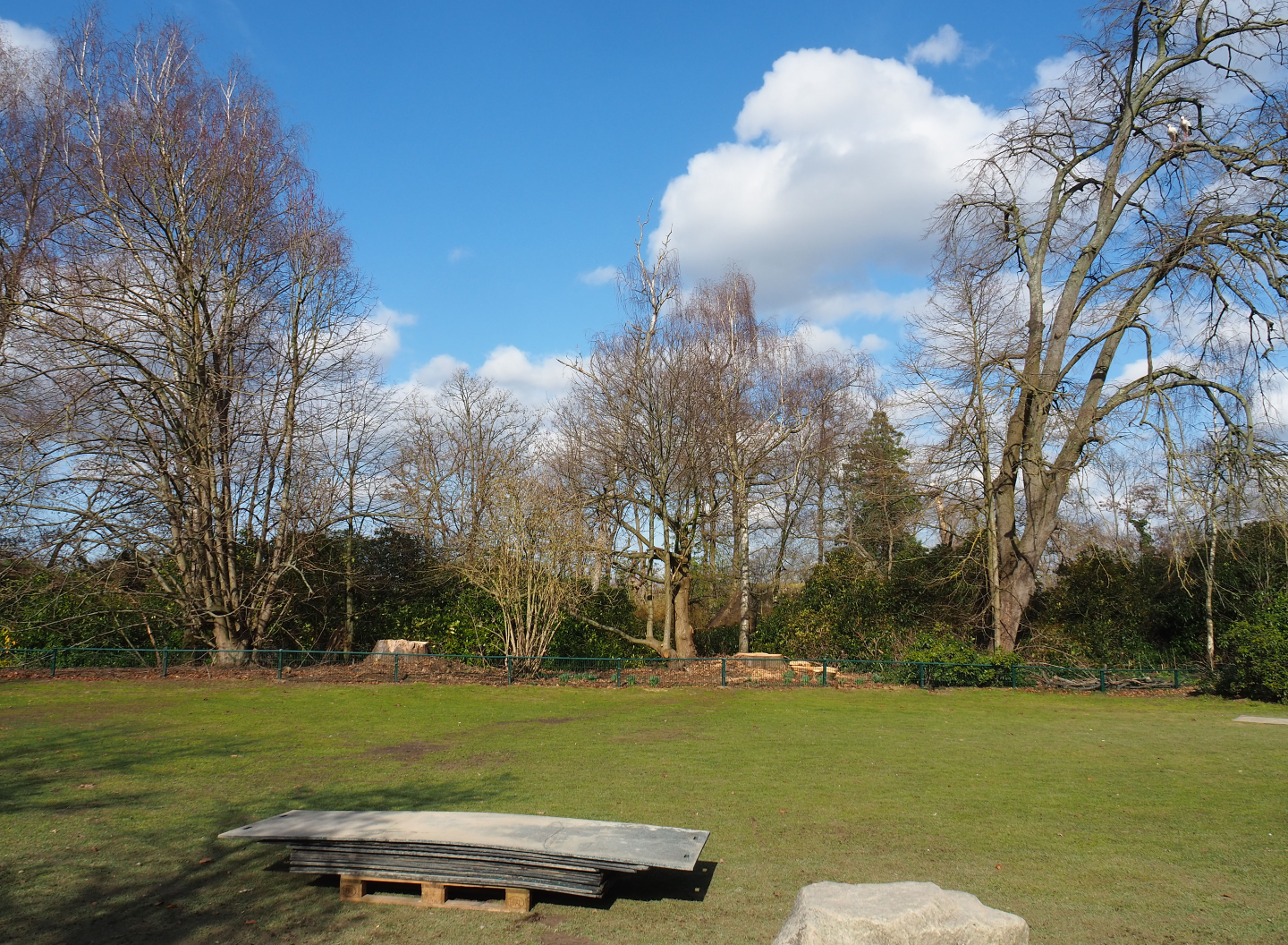 Lawn near rhinoceros paddock - Dead trees with stork nests recently removed, 2021-02-23
