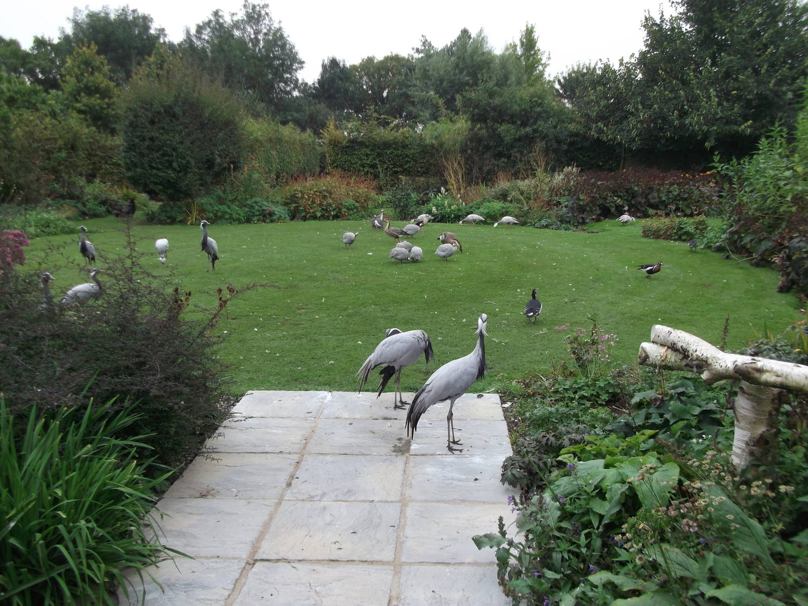 Lawn with free ranging birds