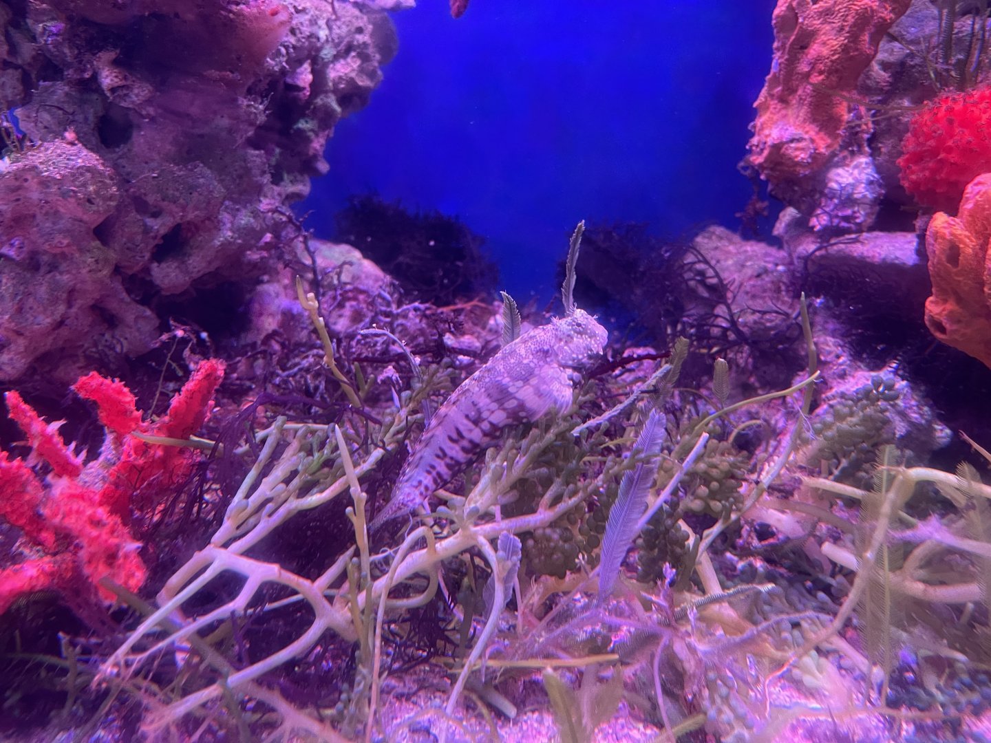 lawnmower blenny (salarias fasciatus)