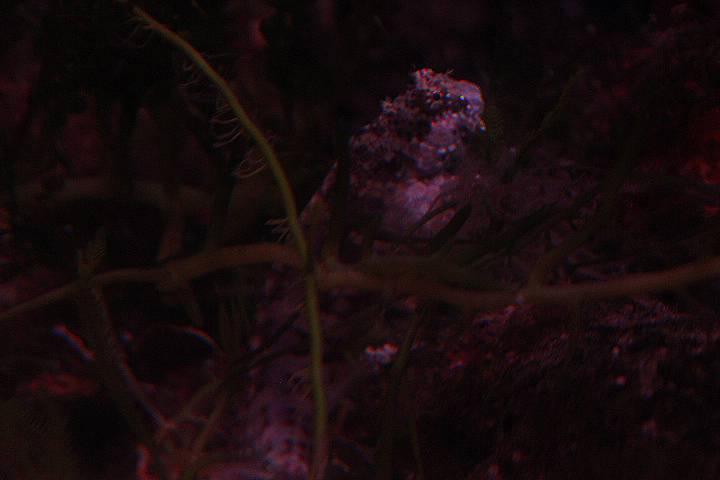 Lawnmower blenny (Salarias fasciatus)