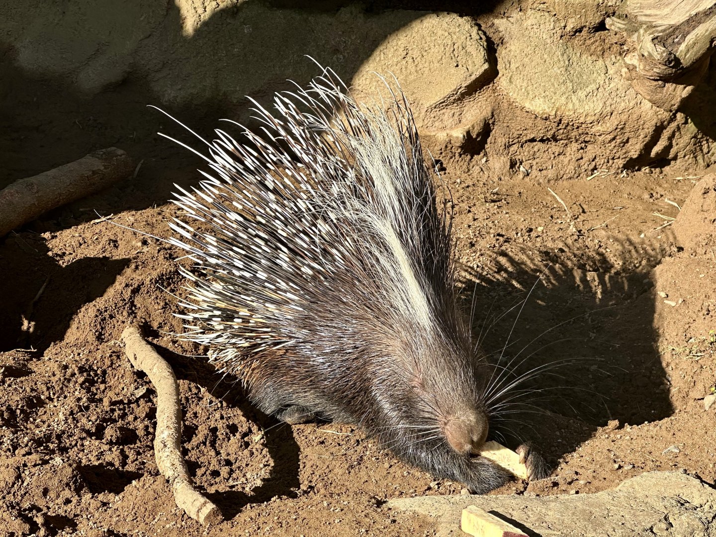 Lawrence (Cape Porcupine)