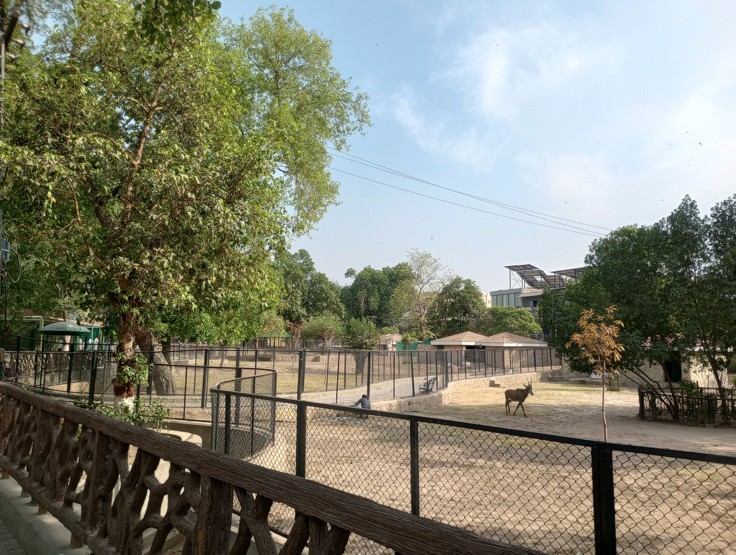 Lawrence road paddocks -  Lahore zoo 26/4/2025