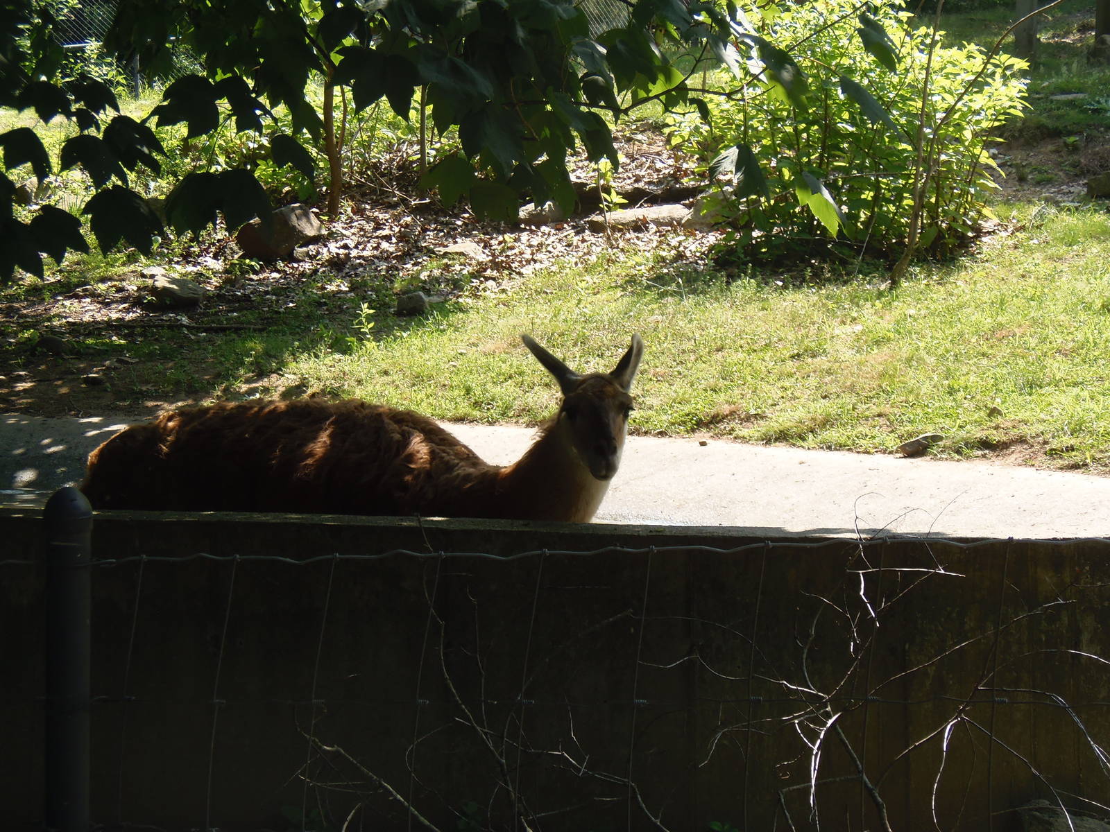 Lawrence the Llama Takes A Dip
