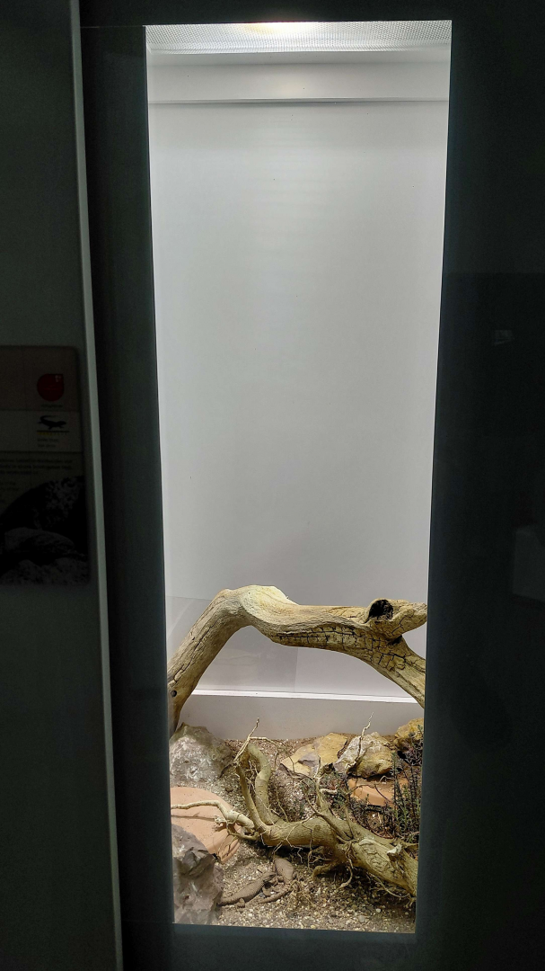 Lawrence's girdled lizard exhibit