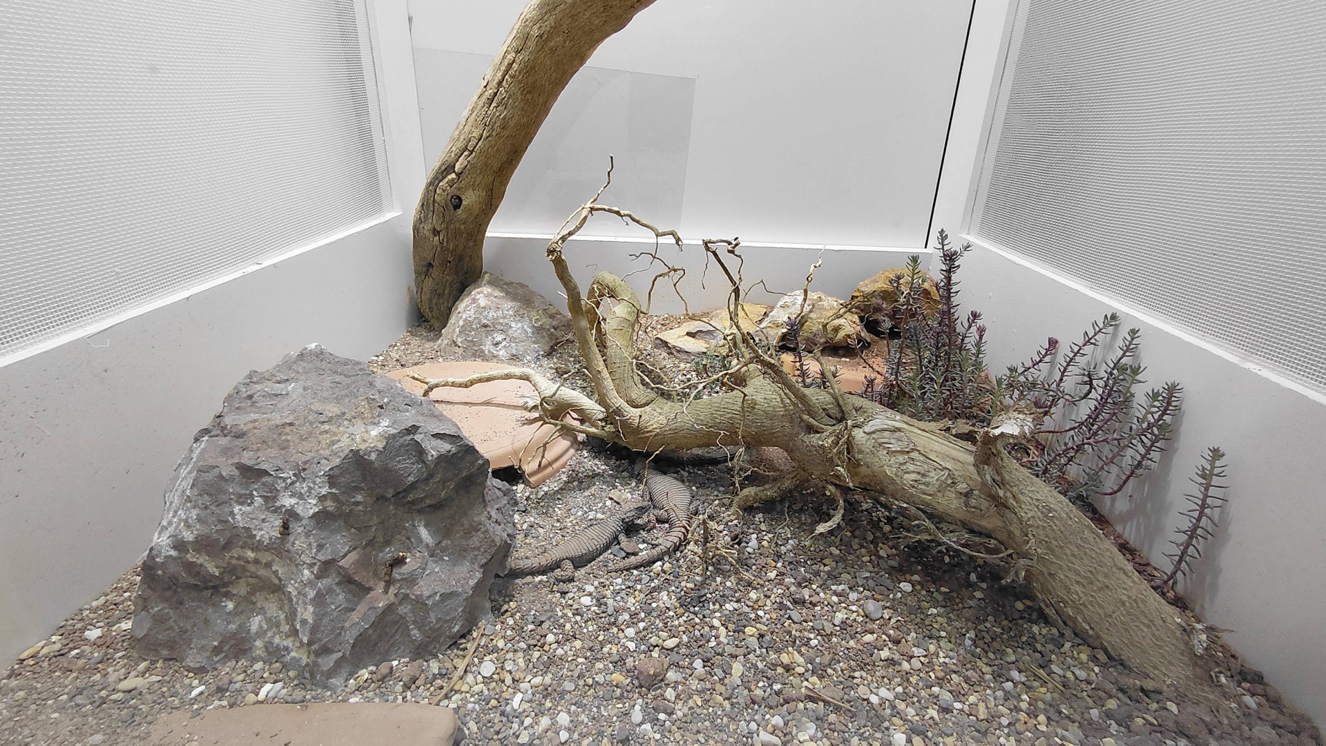 Lawrence's girdled lizard exhibit