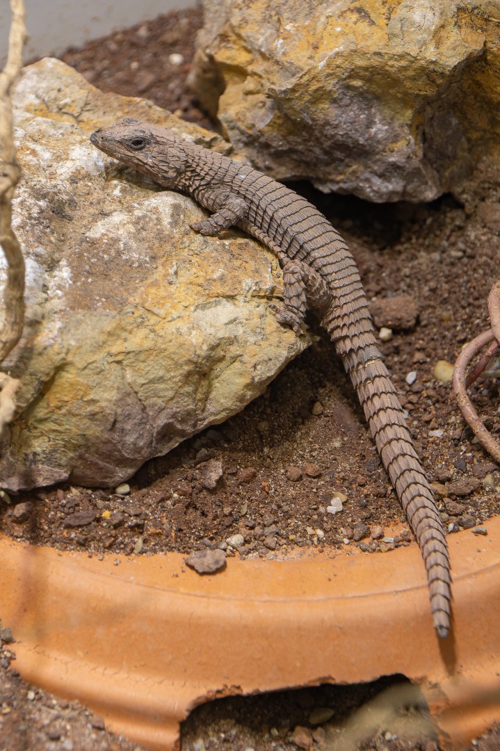 Lawrence's girdled lizard (Namazonurus lawrenci) - only in Vienna!