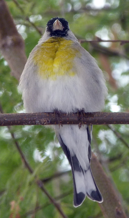 Lawrence's goldfinch (Carduelis lawrencei)