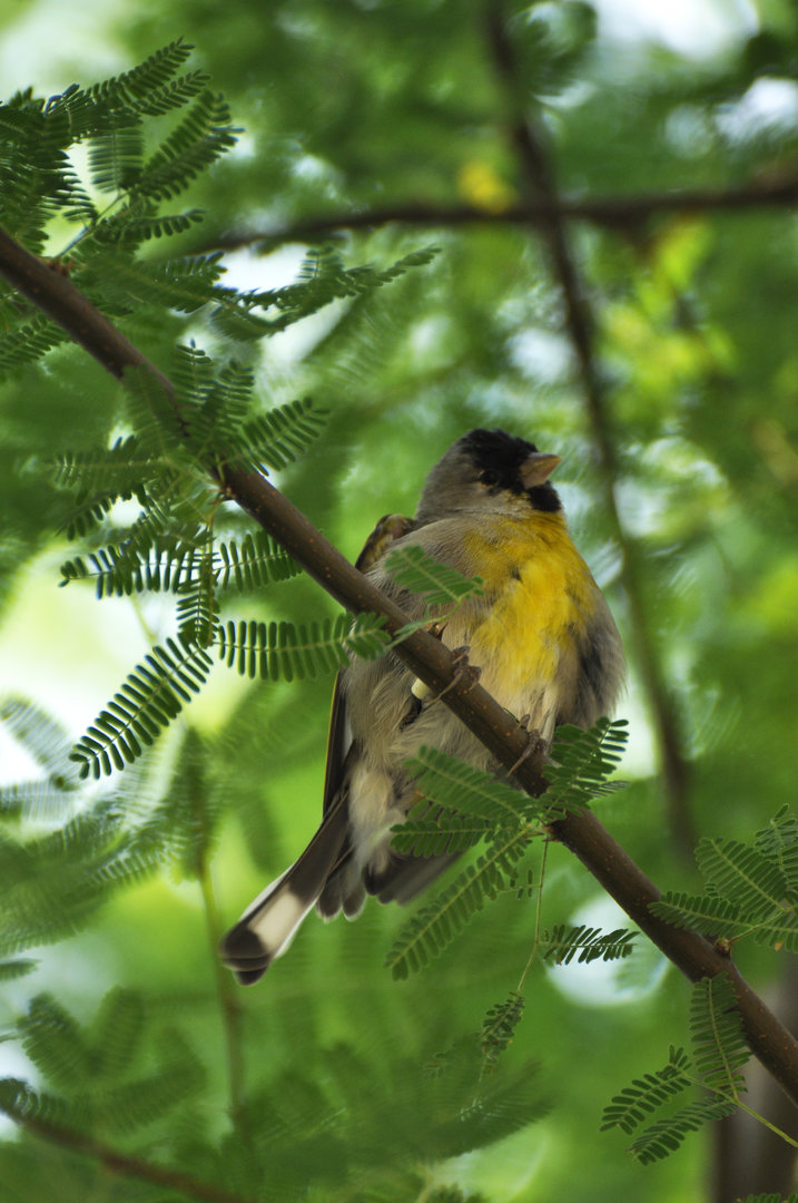 Lawrence's Goldfinch Spinus lawrencei