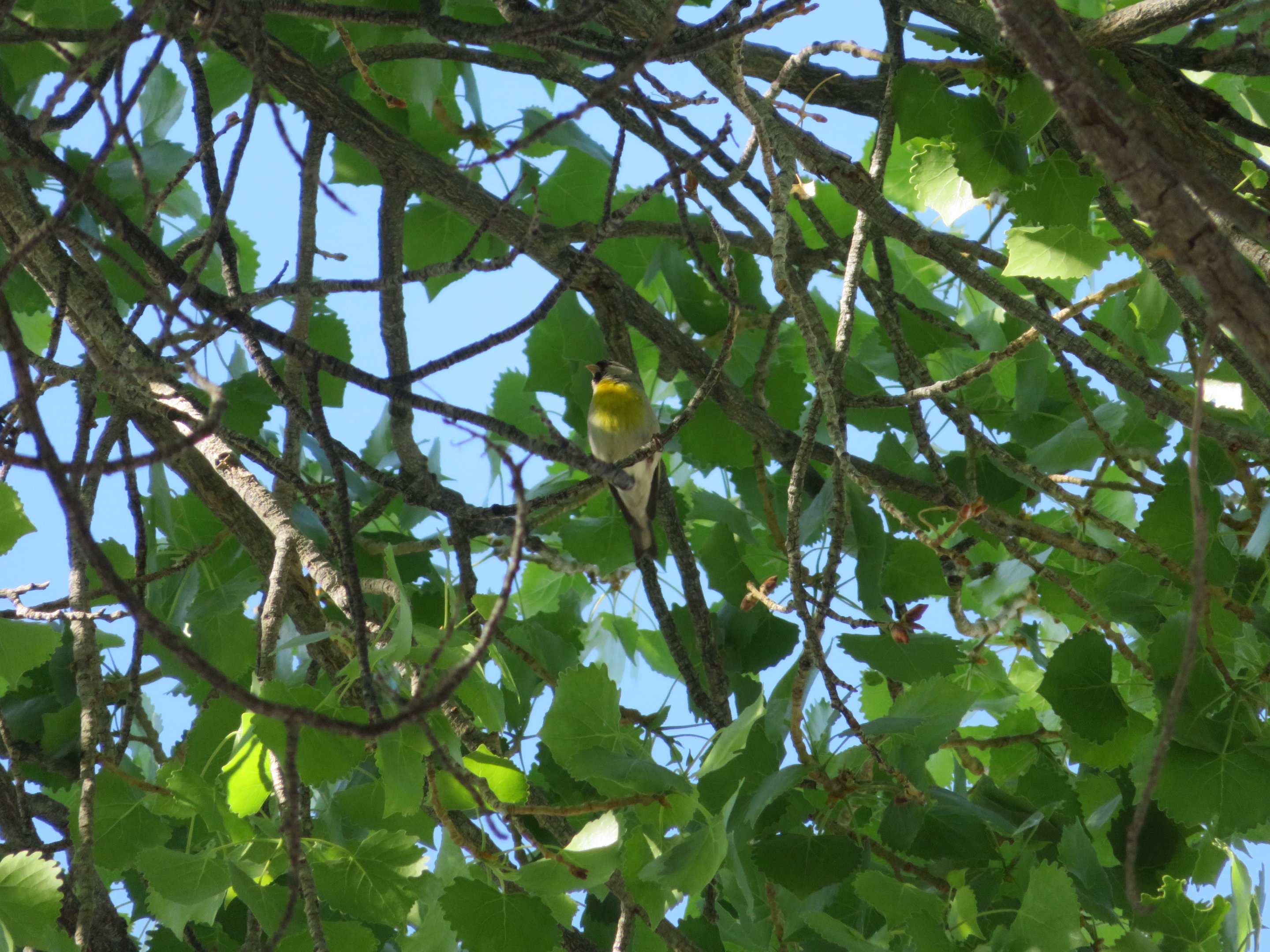 Lawrence's Goldfinch