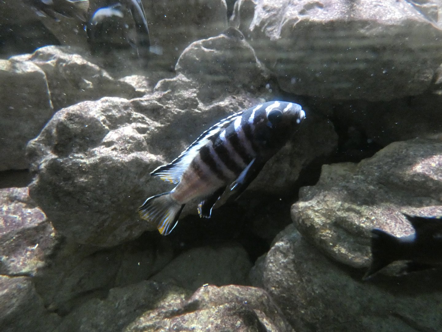 Law's Malawi cichlid