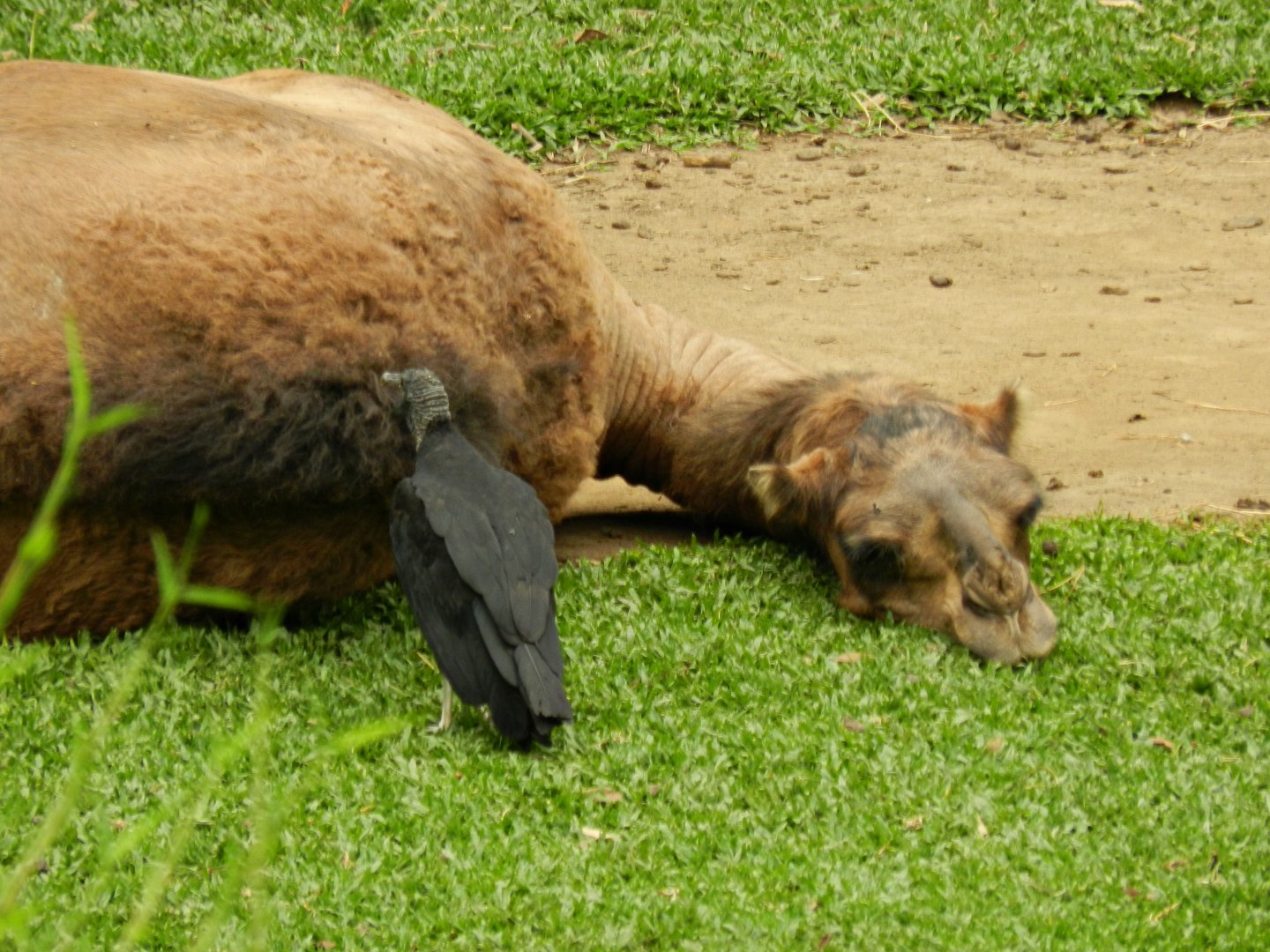 Laying dromedary camel - Zoo São Paulo