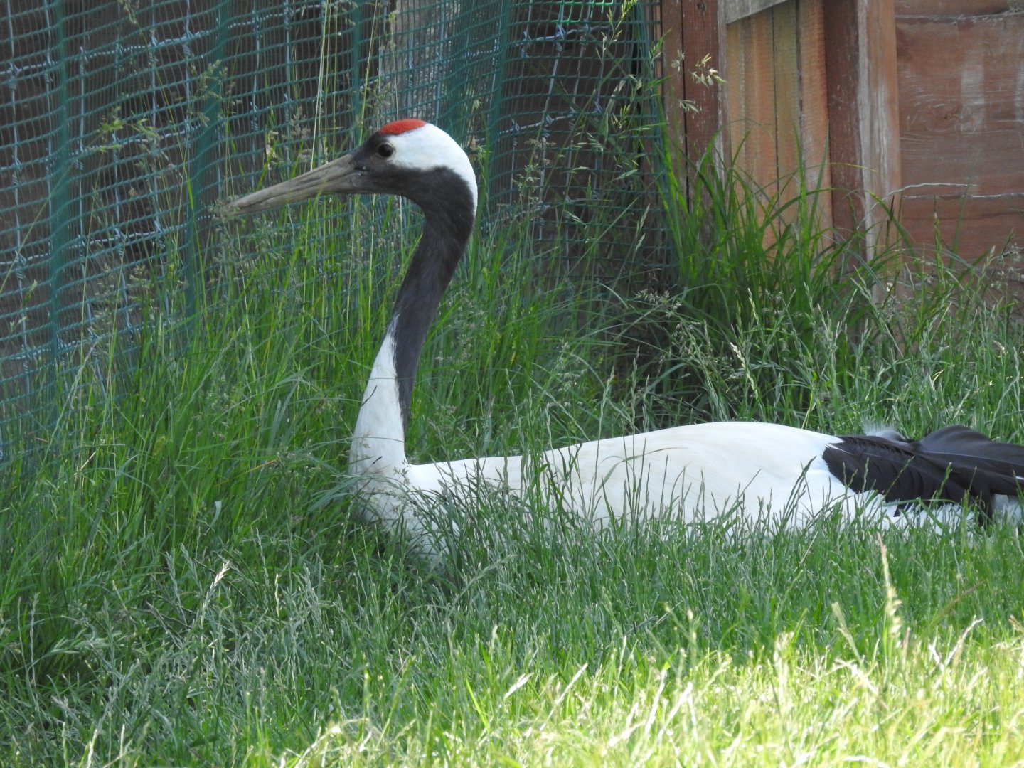 laying Red-crowned crane