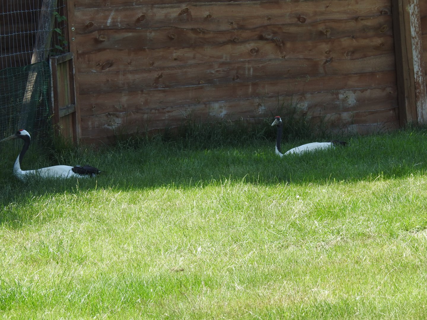 laying Red-crowned cranes