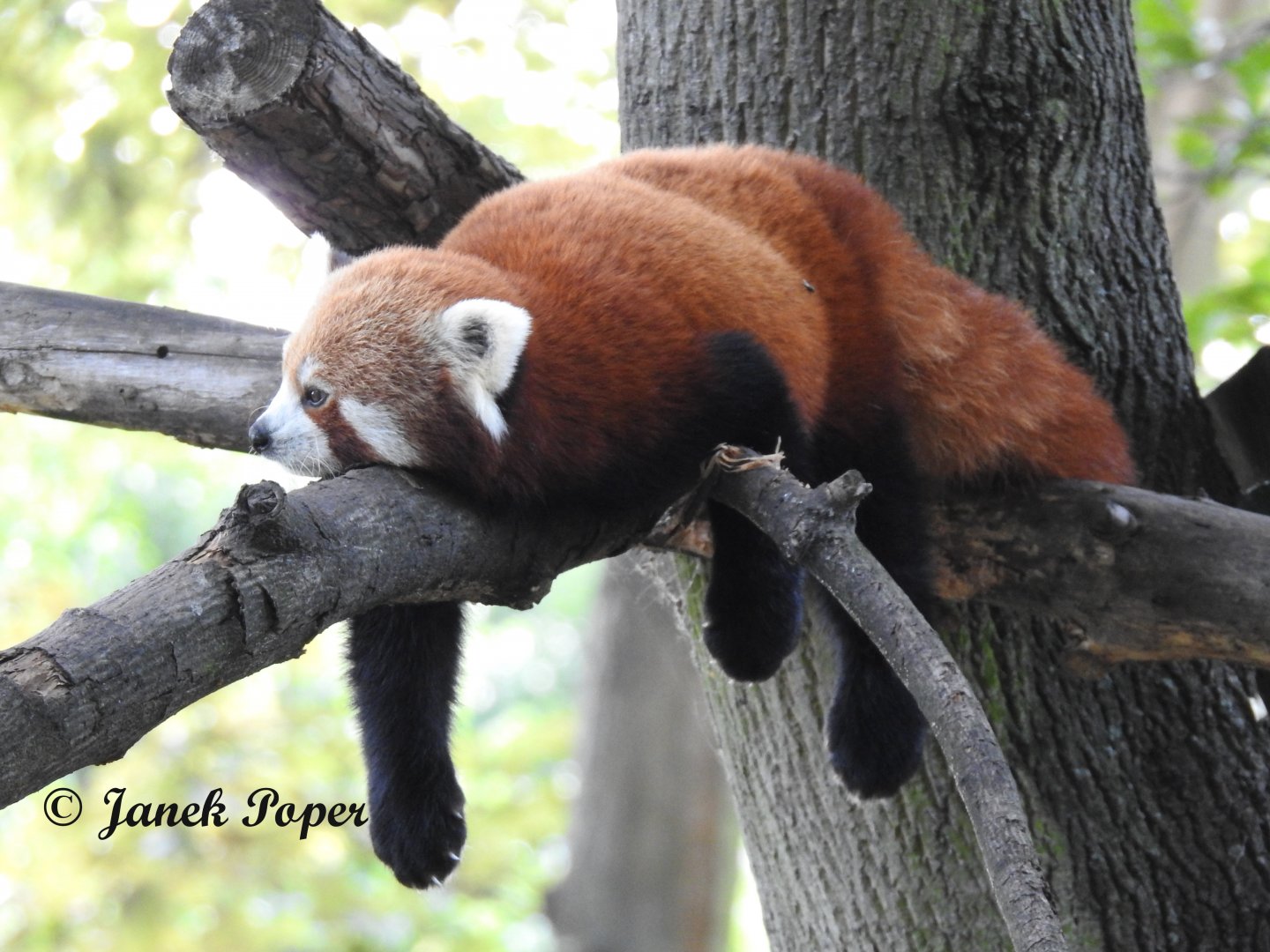 laying Red panda