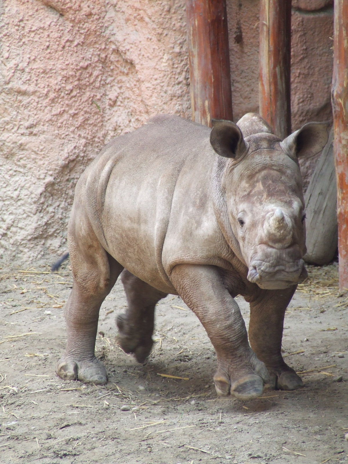 Layla at Budapest Zoo