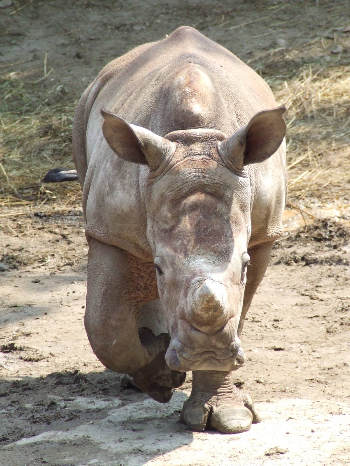 Layla @ Budapest Zoo