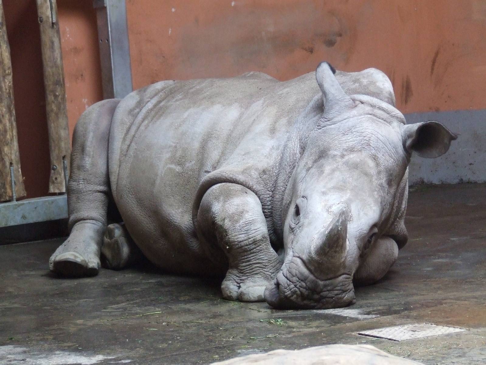 Layla is 17 months old @ Budapest Zoo