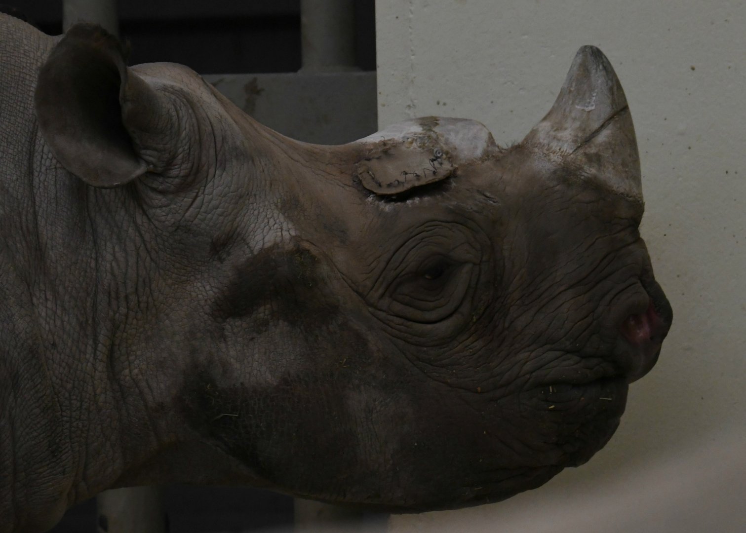 Layla recovering well from her latest surgery 1/7/20