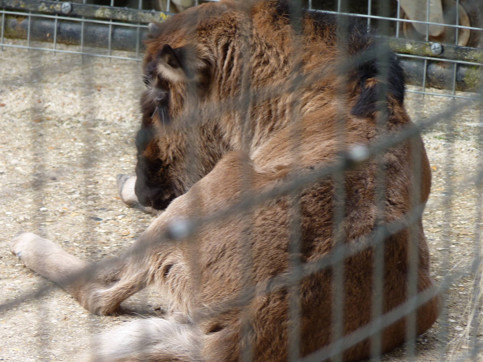 Layla the Black Wildebeest Calf