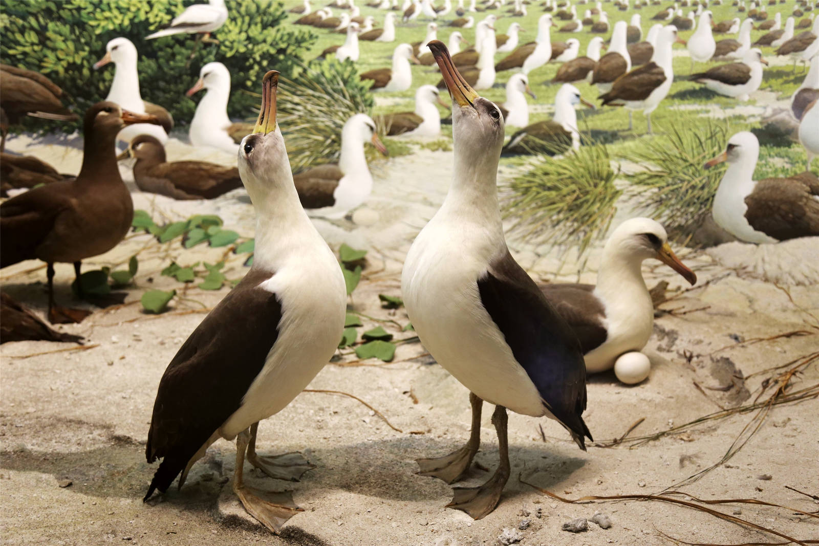 Laysan albatross (Phoebastria immutabilis)