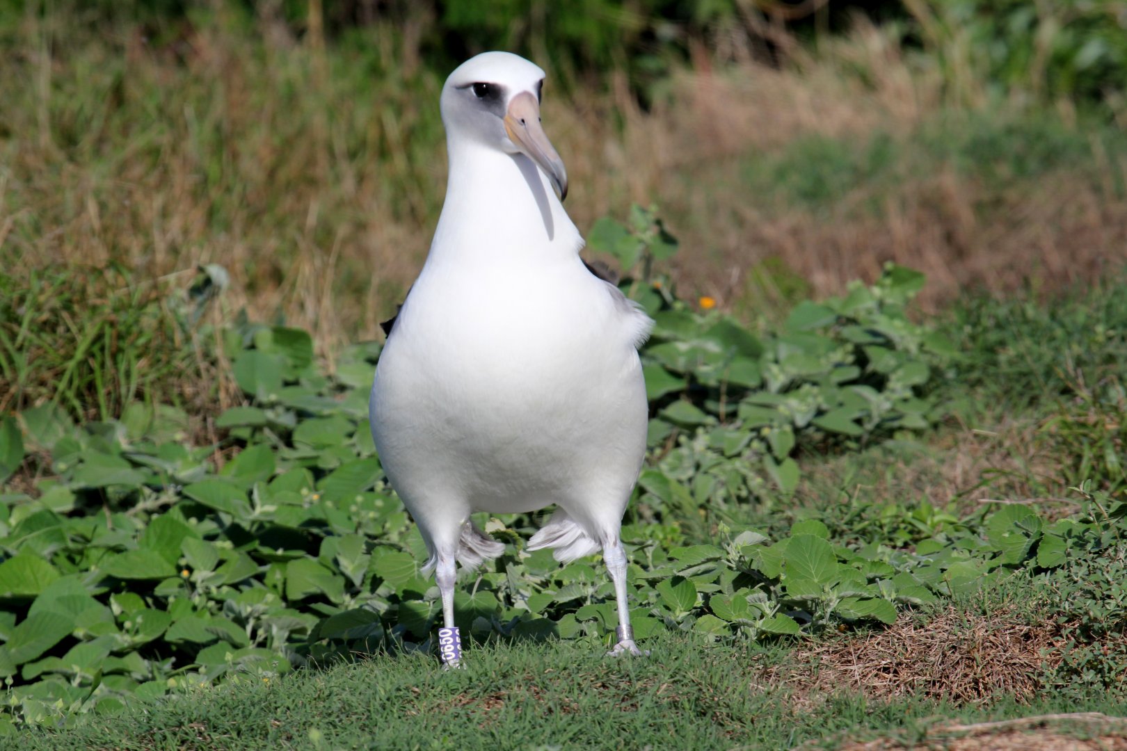 Laysan Albatross (Phoebastria immutabilis)