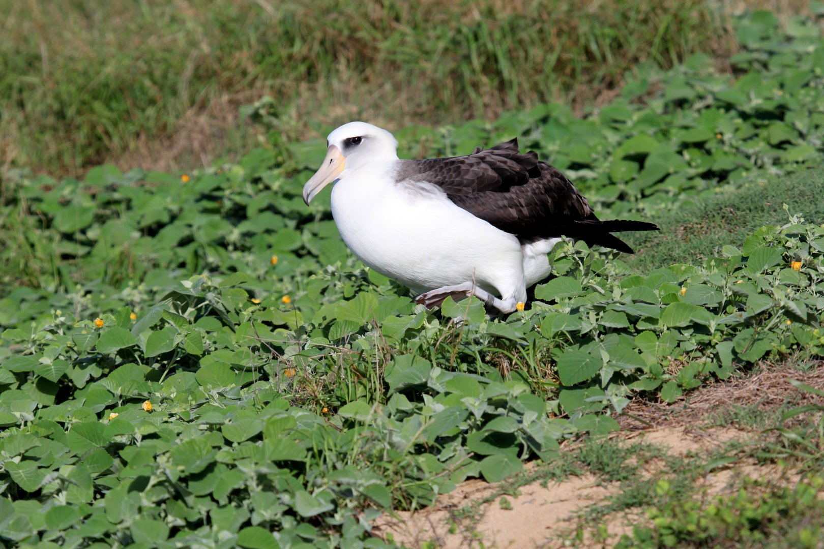 Laysan Albatross (Phoebastria immutabilis)