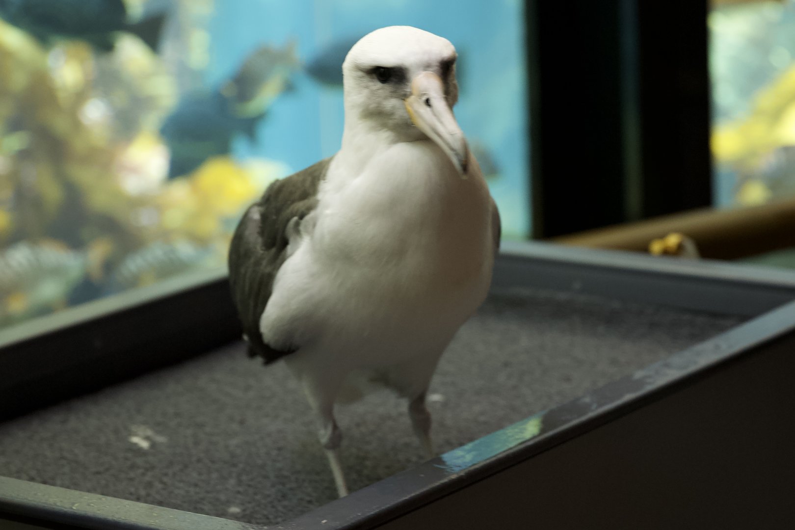 Laysan Albatross/ Phoebastria immutabilis
