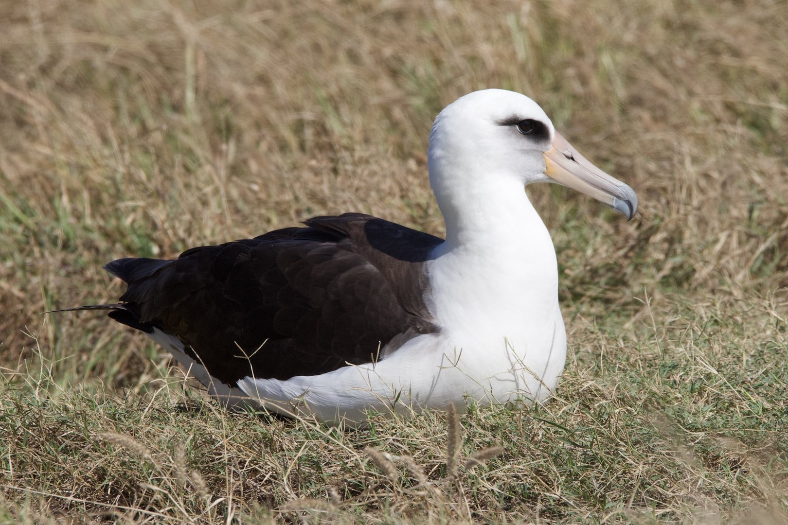 Laysan Albatross/ Phoebastria immutabilis