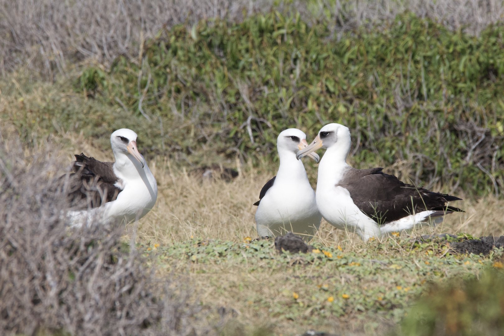Laysan Albatross/ Phoebastria immutabilis