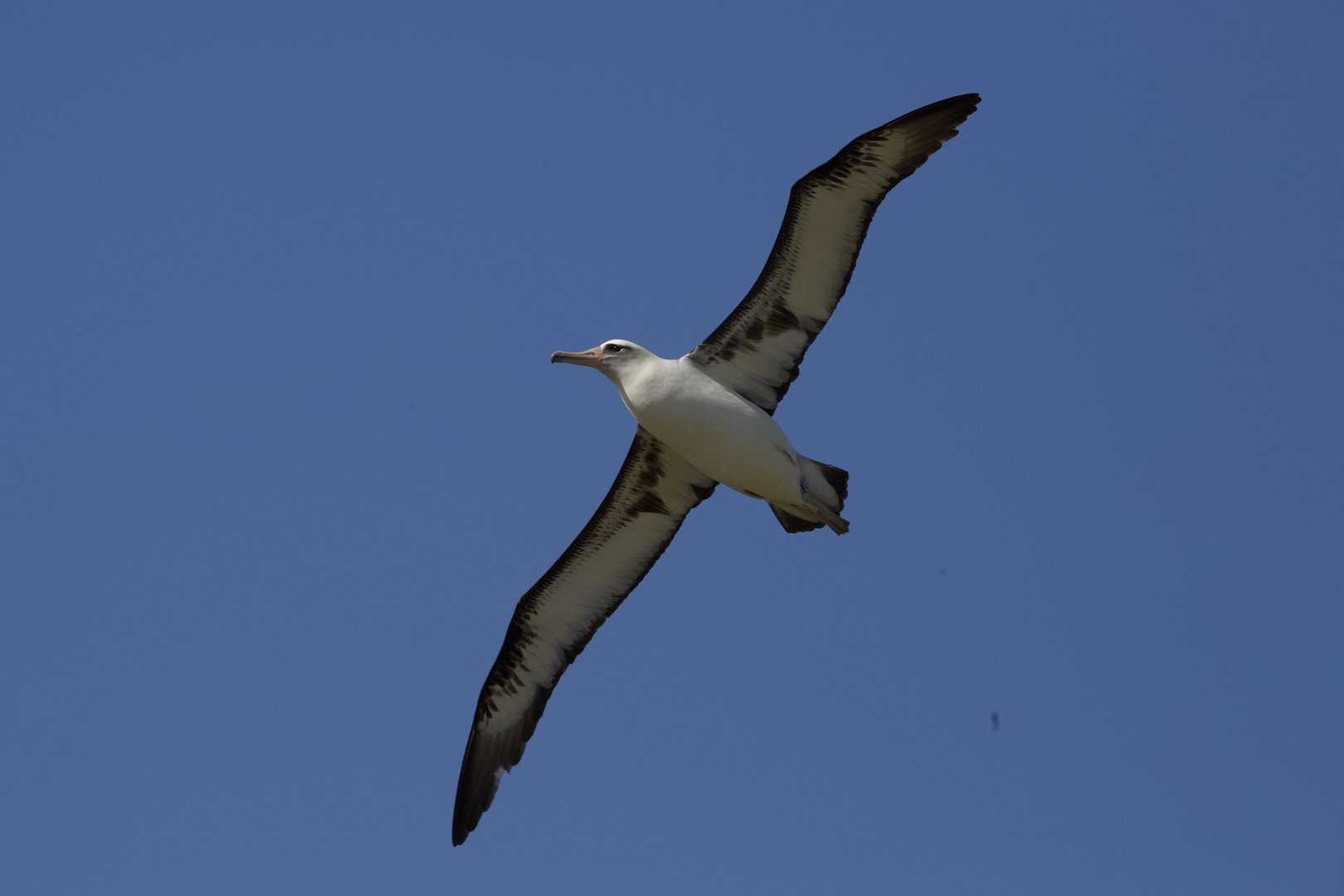 Laysan Albatross/ Phoebastria immutabilis