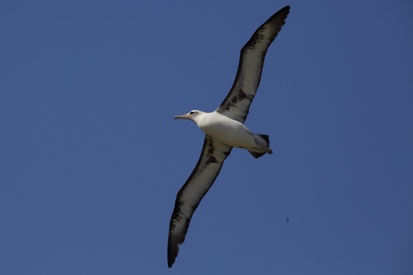 Laysan Albatross/ Phoebastria immutabilis